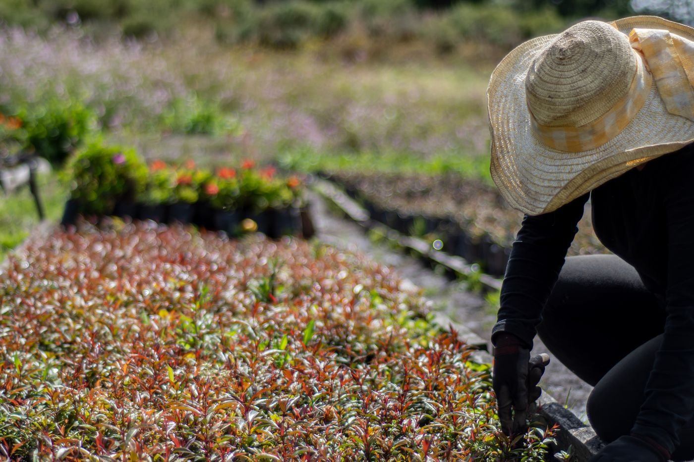 Gardener Working with Flowerbed — illustrative Pexels photograph