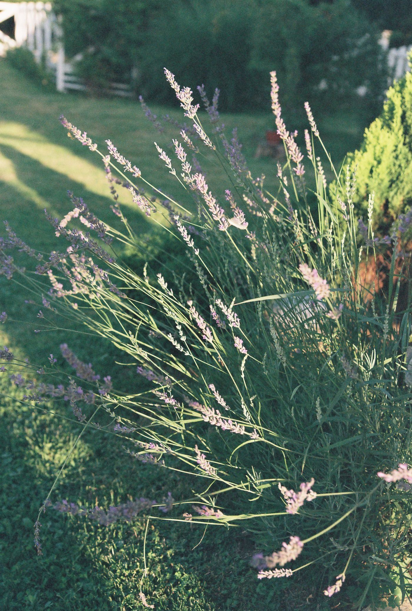Grass Growing in a Yard — illustrative Pexels photograph