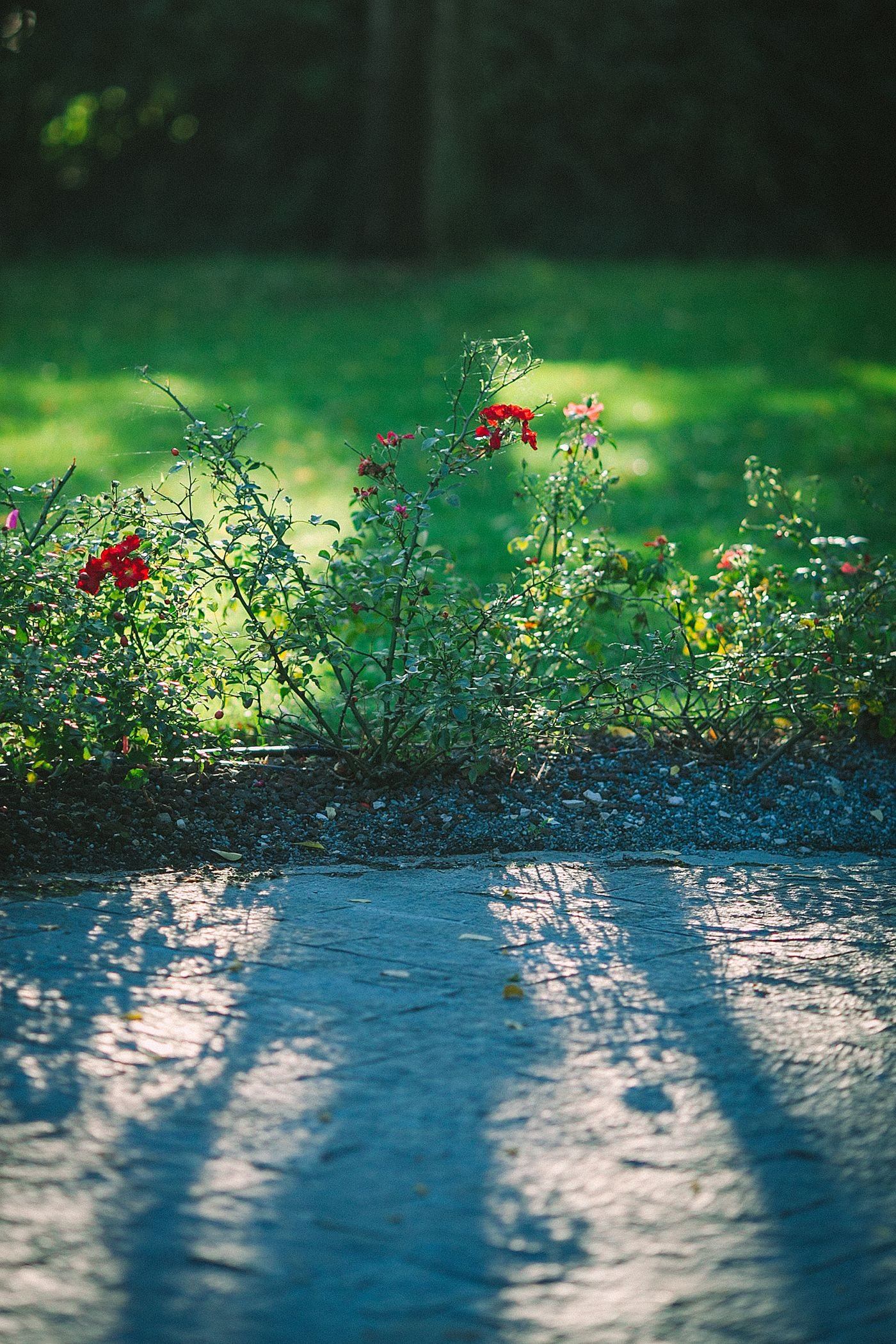 Blooming flowers growing near green lawn — illustrative Pexels photograph