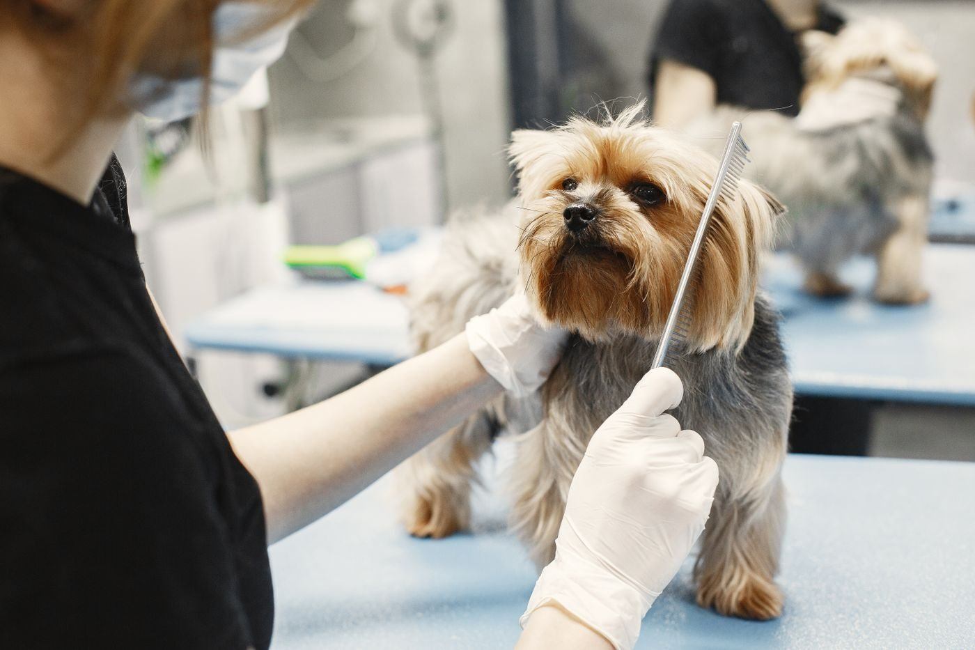 Dog grooming session — illustrative Pexels photograph