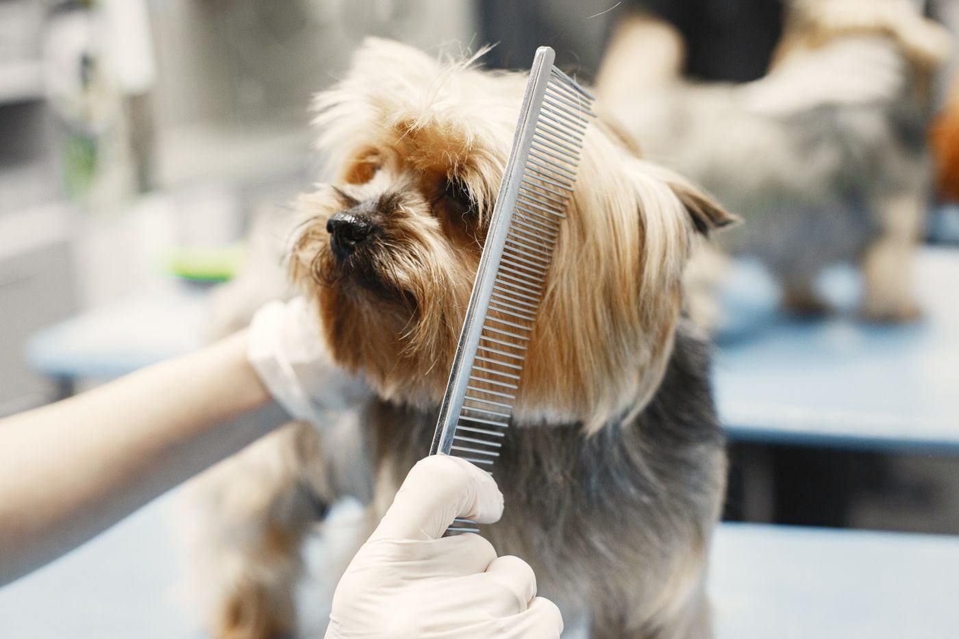 Dog being groomed — illustrative Pexels photograph